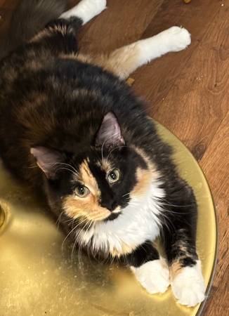 black tortoiseshell cat (ingleside)64201970009089120