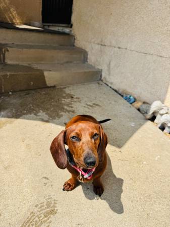 Dachshund hembra63804731282049121