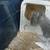 Baby Bunnies 4 thumbnail