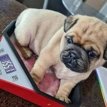 cachorros PUGS63842373561217120