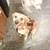 Three dogs need good home 2 thumbnail
