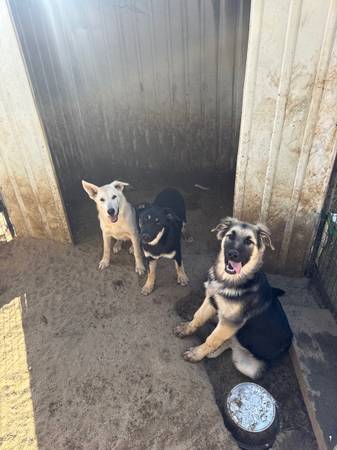 German Shepard mix puppies for rehoming/adoption 1