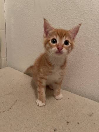 Kitten macho de 8 semanas de edad