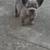 French bulldog puppy 2 thumbnail