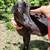 Beautiful Mini Nubian Doe Goat 1 thumbnail
