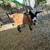 Pygmy goats 1 thumbnail