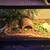 Ball python (pastel morph) with 40 gallon terrarium, full setup 2 thumbnail