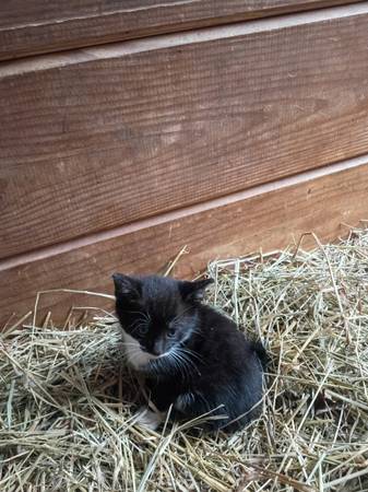 Kittens Available (Silver Spring)597796035997870083