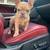 Male Frenchie 3 thumbnail