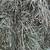 Third cutting orchard brome 4 thumbnail