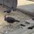 Peacock chicks  w/t feathers 2 thumbnail