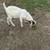 Boer goats 1 thumbnail