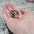 Baby Quail 2 thumbnail