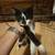 Free to good home kittens 2 thumbnail