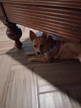 Girl Dog (Killeen)63839344099329120