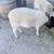 Dorper sheep 2 thumbnail