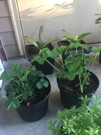 Plant Lot 2 Gallon Black Mondo / Strawberry / Pineapple Lilly ETC - $10063471374106753122