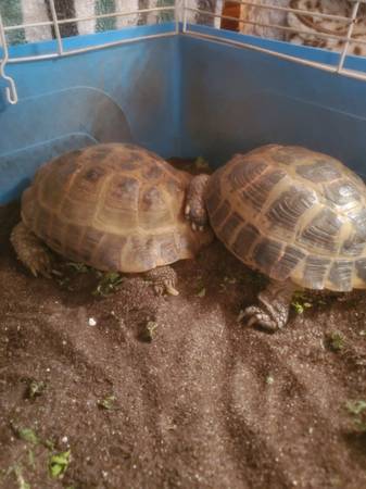 2 russian tortoises 1