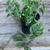 Monstera adansonii / swiss cheese plant in 1 gallon plastic pots 4 thumbnail