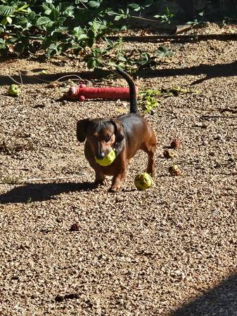 Gratis para buen hogar, pequeña tarifa de rehoming (Cedar City)63945150704898121