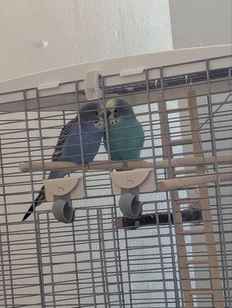 Free Parakeets – Need a Loving Home63844235113601120