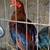 6 month old Hatch, Sweater, Leiper stags for sale 1 thumbnail