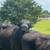 Lease bulls angus 5 thumbnail
