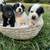 German shepherd mix puppies 13 thumbnail