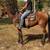 Gentle Broke to Ride Walking Horse - Big John 1 thumbnail
