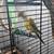 Young hand fed green cheek conures 10 thumbnail