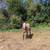 June 2023 AQHA gelding. Performance horse deluxe! 2 thumbnail