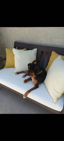 Young Miniature Pinscher Mix Dog for Adoption 1