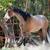 AQHA BROODMARE FOR SALE IS A FINISHED HORSE 13 thumbnail