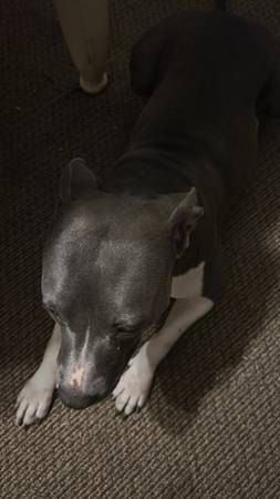 Pitbull de 4 años (Morgan)63661942187011123