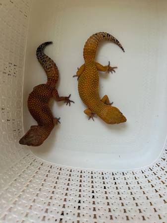 Leopard and crested geckos (West Hartford)64026677995009121