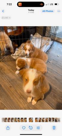 Aussie Babies63654750432387122