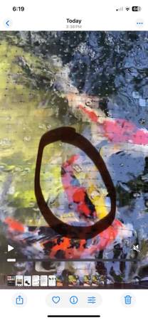 Stunning Japanese Sanke Koi Fish! 1