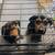 Puppies Rottweiler 2 thumbnail