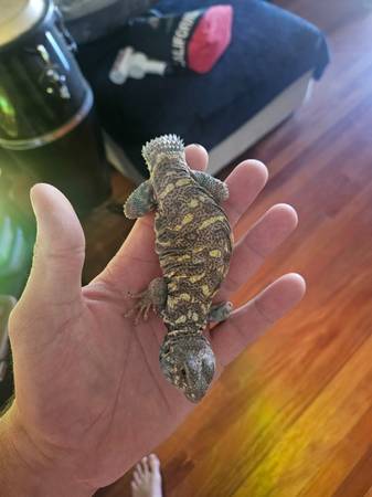 Uromastyx63848874176131122