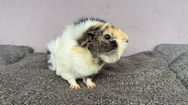 Cute Guinea Pig63750293059969121