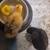 Rehoming 3 Baby Chicks, Olive Egger / Silkie mix 5 thumbnail