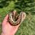 Ball pythons 3 thumbnail