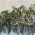 Look! How pretty! Plumerias! Add to your home! Garden 3 thumbnail