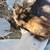 RUSSIAN BLUE KITTENS/ORANGE TABBY 4 thumbnail