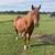 16h grade gelding 1 thumbnail