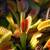 Carnivorous Plants Large Selection! Pitcher Plant Venus Flytrap Sundew 8 thumbnail