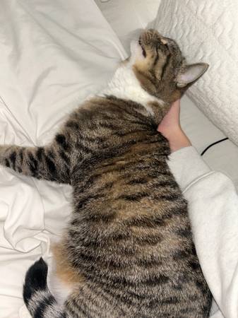 Rehoming Mira the cat (Lincoln)63857444572675120