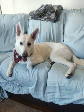 Rehoming no fee just good home (Cumberland)63901111805954124