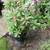 Crown of Thorns plants 4 thumbnail