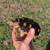 Redfoot tortoise 4 thumbnail